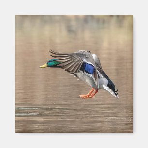 Imán Pato Mallard en vuelo