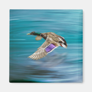 Imán Pato mallard volando