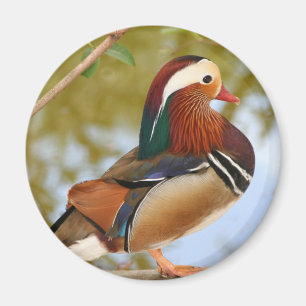 Imán Pato Mandarin