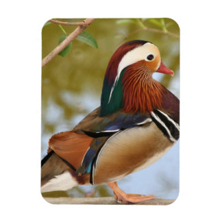 Imán Pato Mandarin
