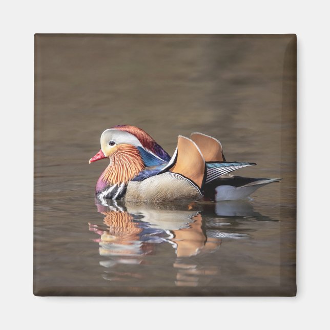 Imán Pato Mandarin (Frente)