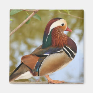 Imán Pato Mandarin
