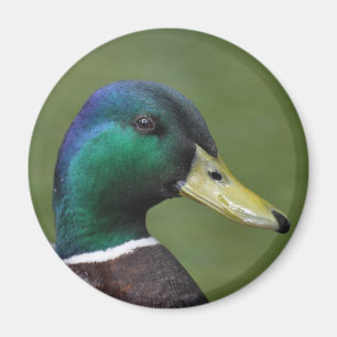 Imán Pato masculino del pato silvestre