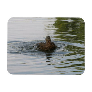 Imán Pato sacudiendo el velero