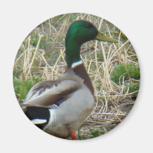 Imán Pato silvestre B12