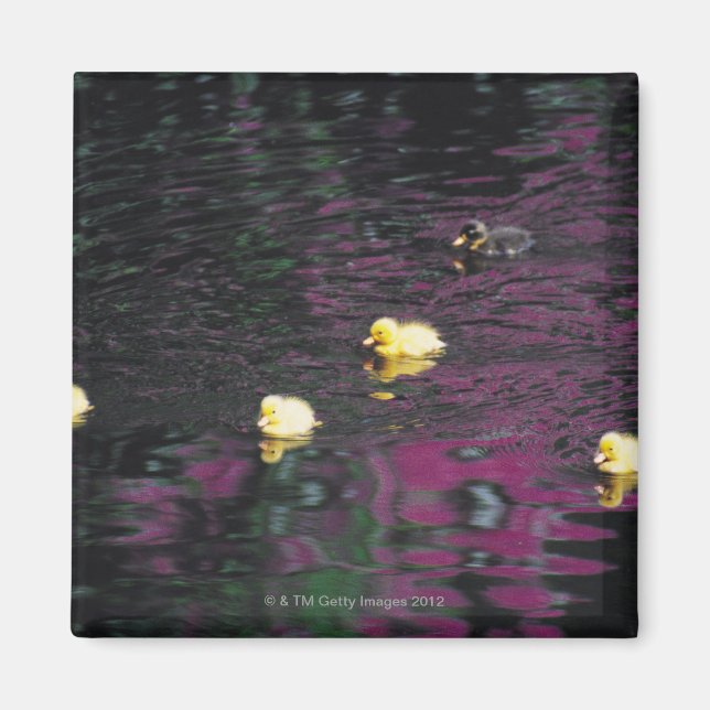 Imán patos (Frente)