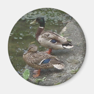 Imán Patos