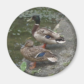 Imán Patos