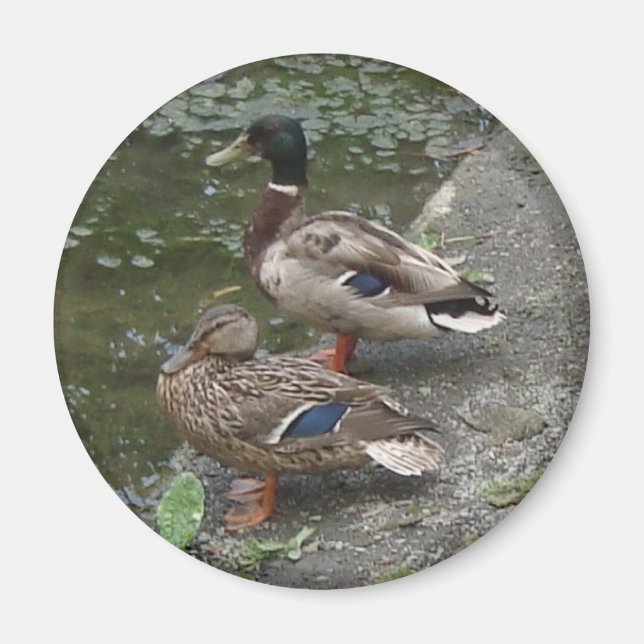 Imán Patos (Frente)
