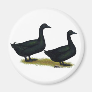 Imán Patos:  Cayugas negro