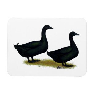 Imán Patos:  Cayugas negro