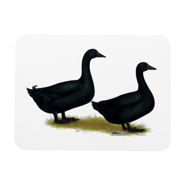 Imán Patos:  Cayugas negro (Horizontal)