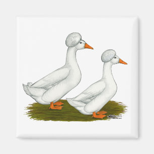 Imán Patos:  Cresto blanco