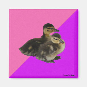Imán Patos de bebé de frambuesa rosa y sorbete morado