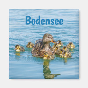 Imán Patos del Bodensee con patitos