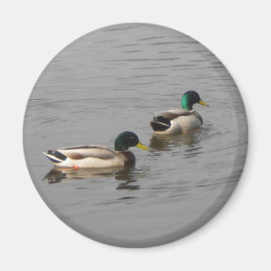 Imán Patos del pato silvestre