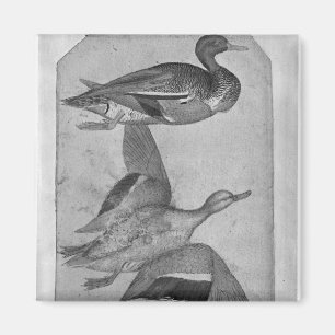 Imán Patos, el álbum de Vallardi