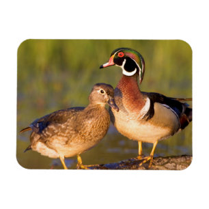 Imán Patos joya y hembra en tronco en humedal