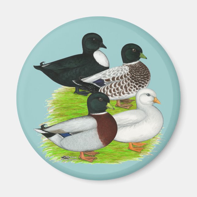 Imán Patos: Llamar al Cuarteto (Frente)