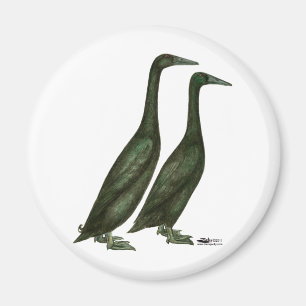 Imán Patos negros del corredor