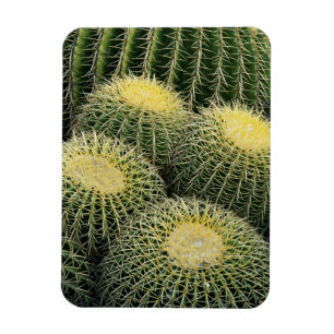 Imán Patrón de cactus