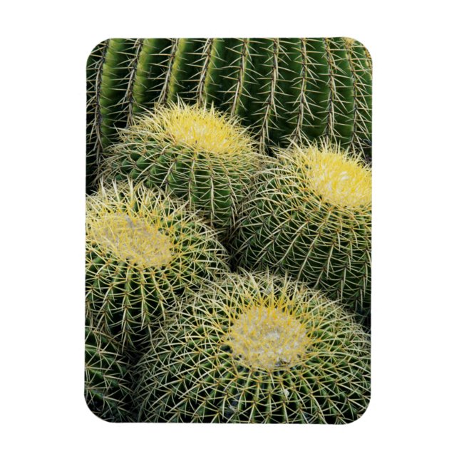 Imán Patrón de cactus (Vertical)