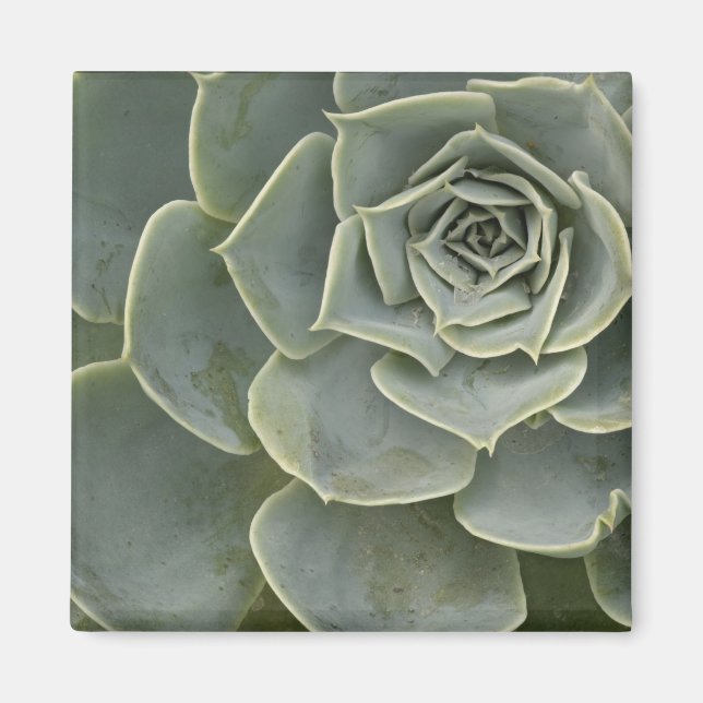 Imán Patrón de cactus (Frente)