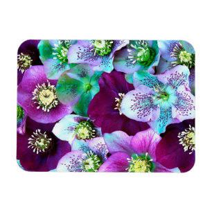 Imán patrón de Heliborus de flor de invierno en floraci