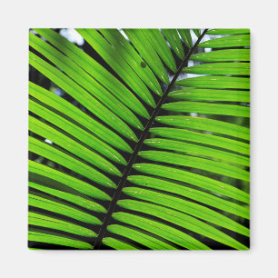 Imán Patrón De Hojas De Fern