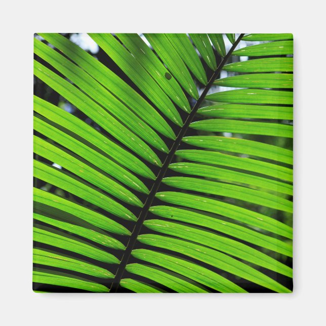 Imán Patrón De Hojas De Fern (Frente)