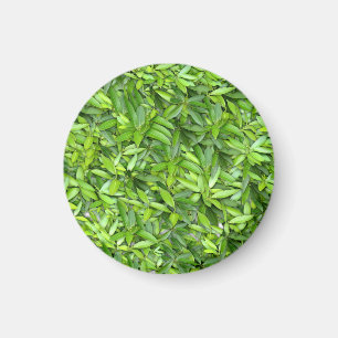 Imán Patrón de hojas verdes frondosas - Naturaleza Botá