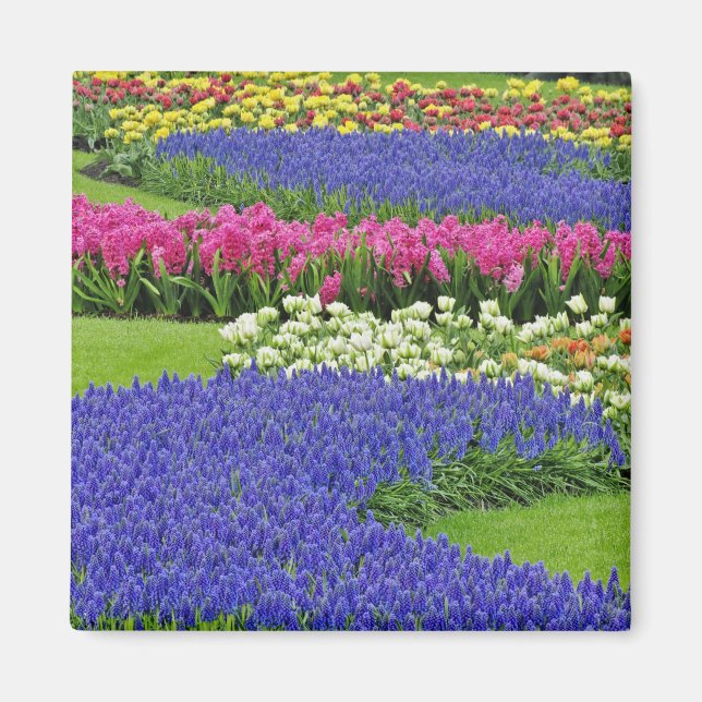 Imán Patrón de jacinto de uva, tulipanes y 3 (Frente)