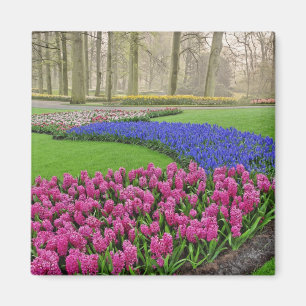 Imán Patrón de jacinto de uva, tulipanos y 2