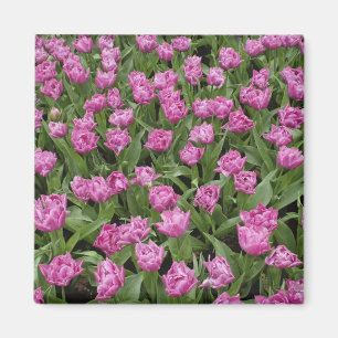 Imán Patrón de jardín de tulipanes, Jardines Keukenhof,