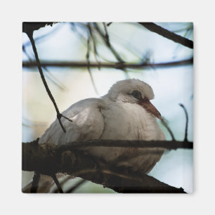 Imán Patrón de línea