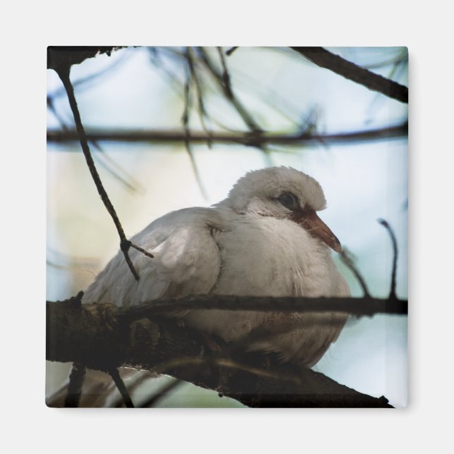 Imán Patrón de línea (Frente)