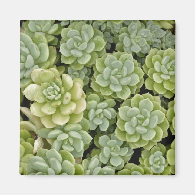 Imán patrón de planta de stonecrop (Frente)