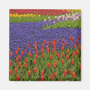 Imán Patrón de tulipanes y flores de jacinto de uva, 2