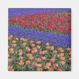 Imán Patrón de tulipanes y flores de jacinto de uva, 3