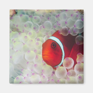 Imán Paupau Nueva Guinea, Gran Barrera de Coral,