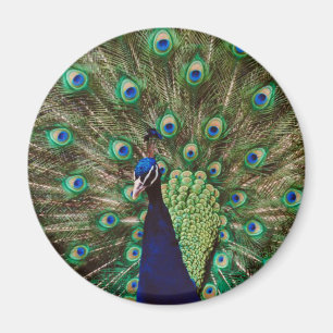 Imán Pavo real