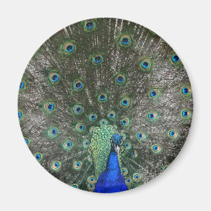Imán Pavo real