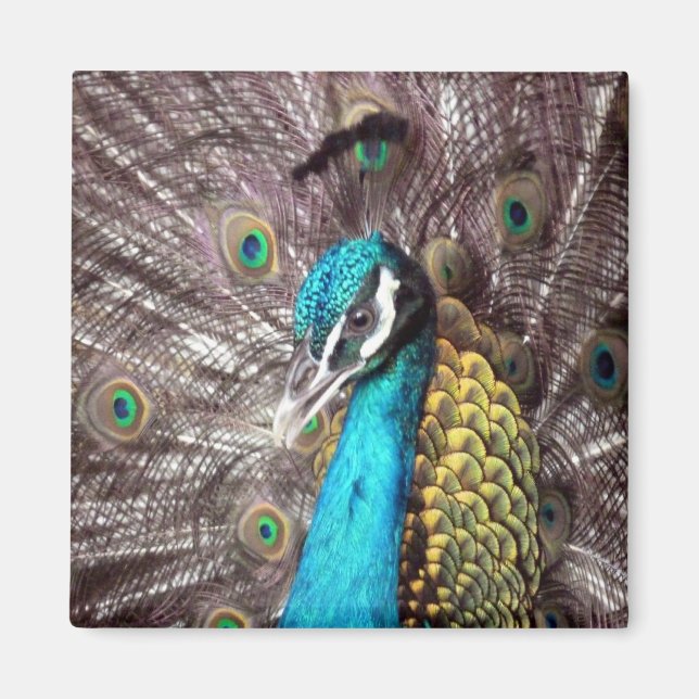 Imán pavo real (Frente)