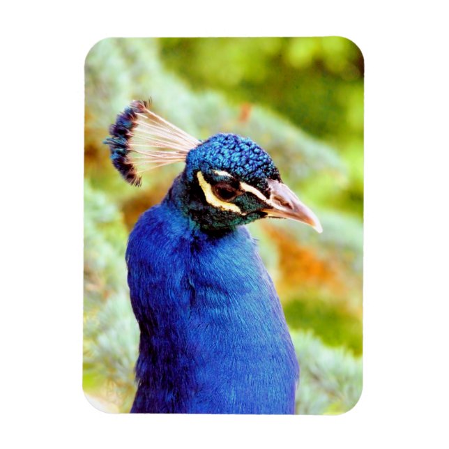 Imán pavo real (Vertical)