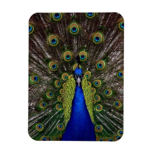 Imán Pavo real