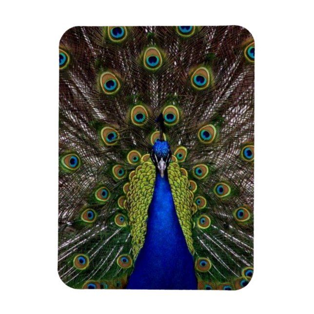 Imán Pavo real (Vertical)