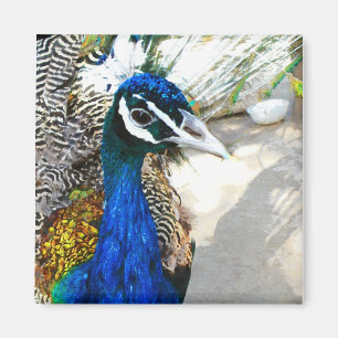 Imán Pavo real