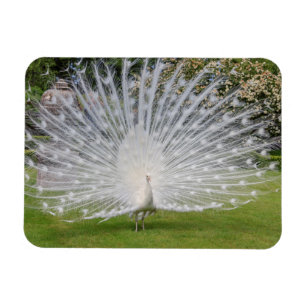 Imán Pavo real albino muestra plumas