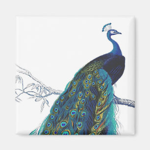 Imán Pavo real azul con las plumas de cola hermosas