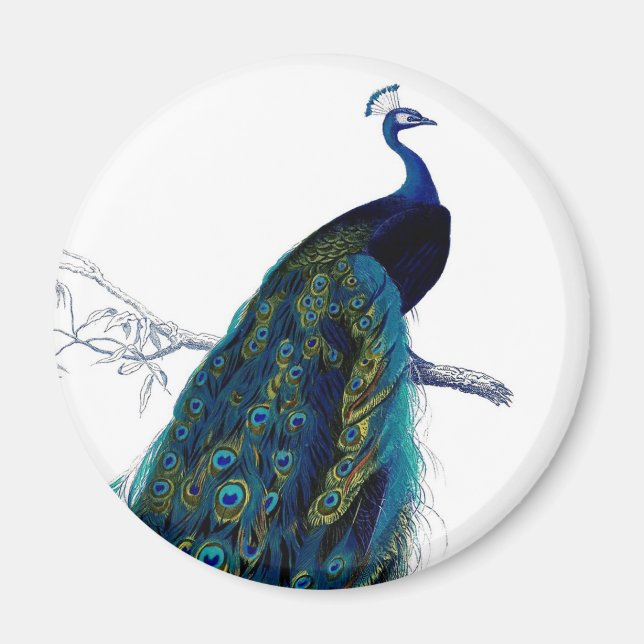 Imán Pavo Real Azul Elegante Vintage (Frente)